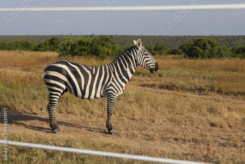 zebra in the grass