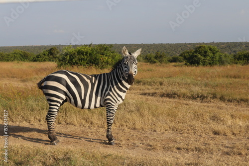 zebra in the wild