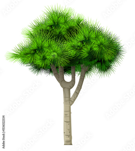 Decorative bonsai tree, green pine isolated