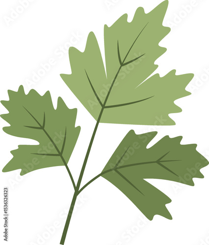 Vegetable Illustration