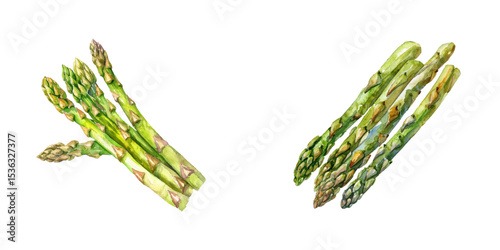 asparagus watercolor vector illustration