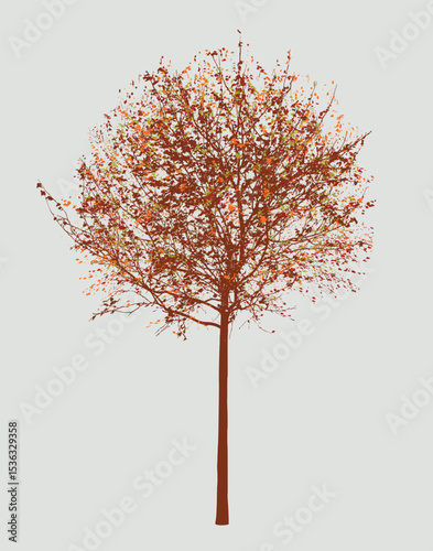 Small deciduous tree in autumn