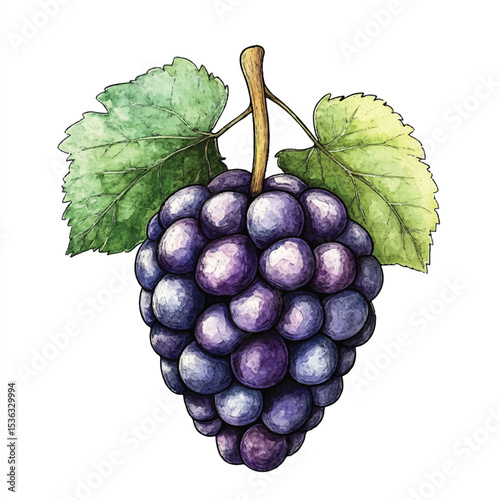 Detailed Watercolor Illustration of a Cluster of Dark Grapes with Leaves
