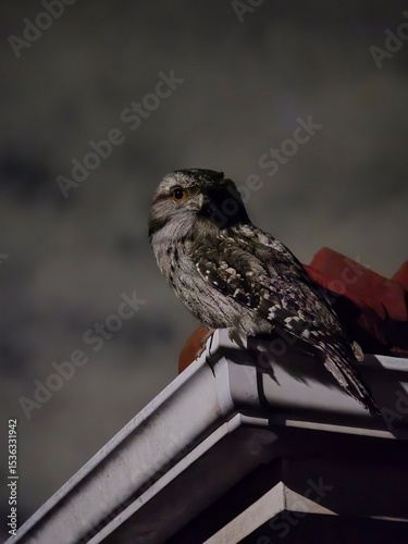 Tawny Frogmouth Bird Perched on House Gutter at Night, Wild Podargus Strigoides in Urban Setting, Nocturnal Australian Wildlife Sitting on Roof Edge, Camouflaged Owl-like Bird in Low Light