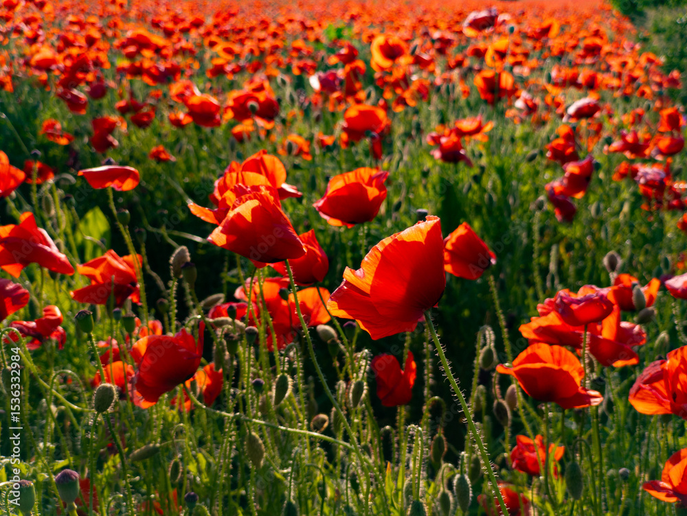 Fototapeta premium A field of red poppies in the middle of a field of green grass