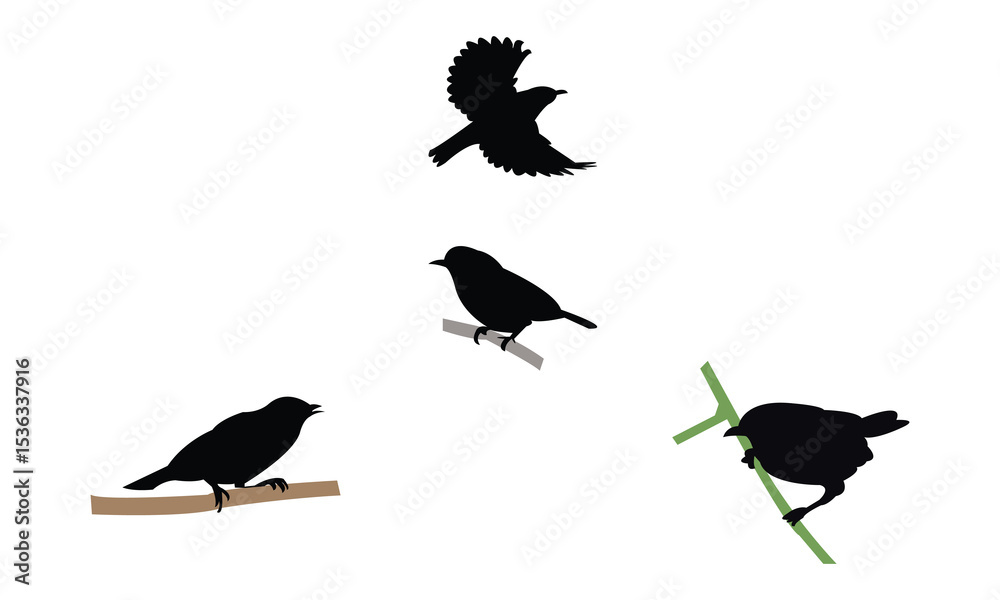 Fototapeta premium Ambon white-eye bird Silhouette Design And Vector Illustration. 