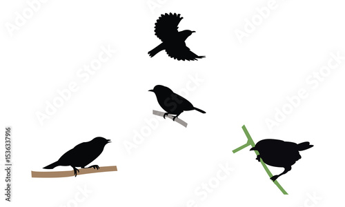 Ambon white-eye bird Silhouette Design  And Vector Illustration. 