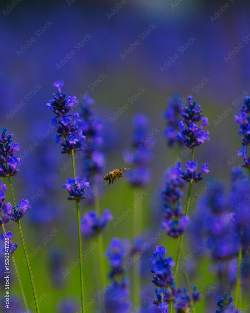 Obraz premium Blooming lavender field in the open air. Floral background. Landscape with purple flowers. Fragrant landscape on a summer day. Plant that attracts bees and insects. Landscape meadow.