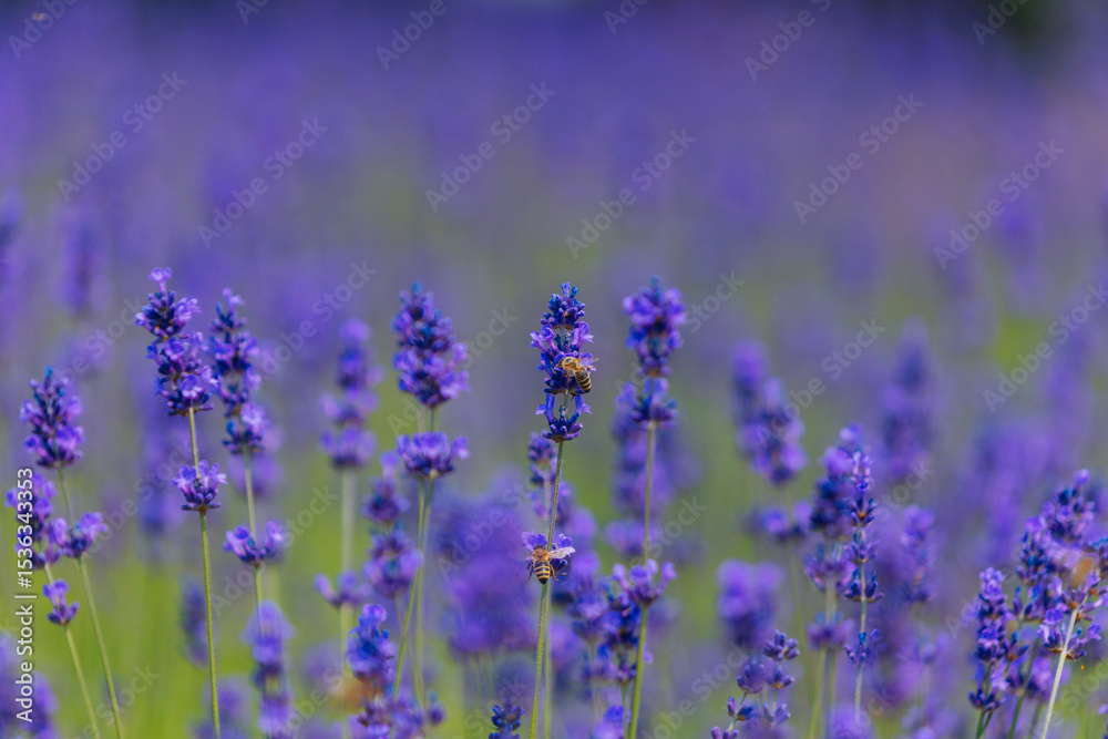 Naklejka premium Blooming lavender field in the open air. Floral background. Landscape with purple flowers. Fragrant landscape on a summer day. Plant that attracts bees and insects. Landscape meadow.