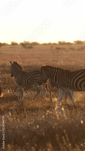  Vertical video, Zebra herd on the move at sunrise