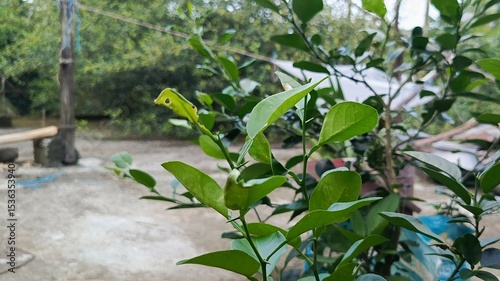 Green Plant with Fresh Leaves in Outdoor Setting.