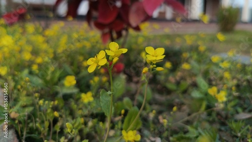 Yellow Flowers in Front of Red Leaves and Green Grass.