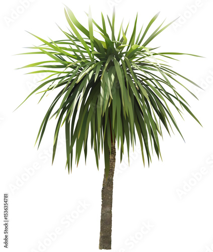 Tropical Palm Tree