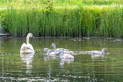 Schwanenfamilie