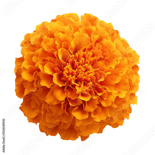 orange marigold flower blossom on transparent background