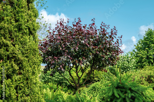 Red leaf apple tree in garden.