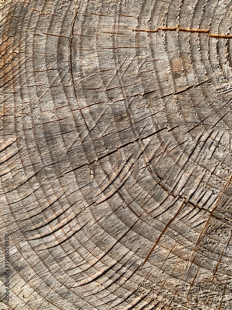 Fototapeta premium wood texture background