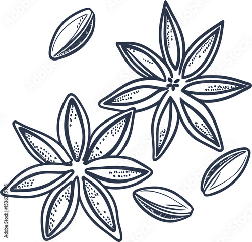 Hand drawn star anise seeds and spice pods aromatic botanical illustration, organic seasoning, culinary herb outline