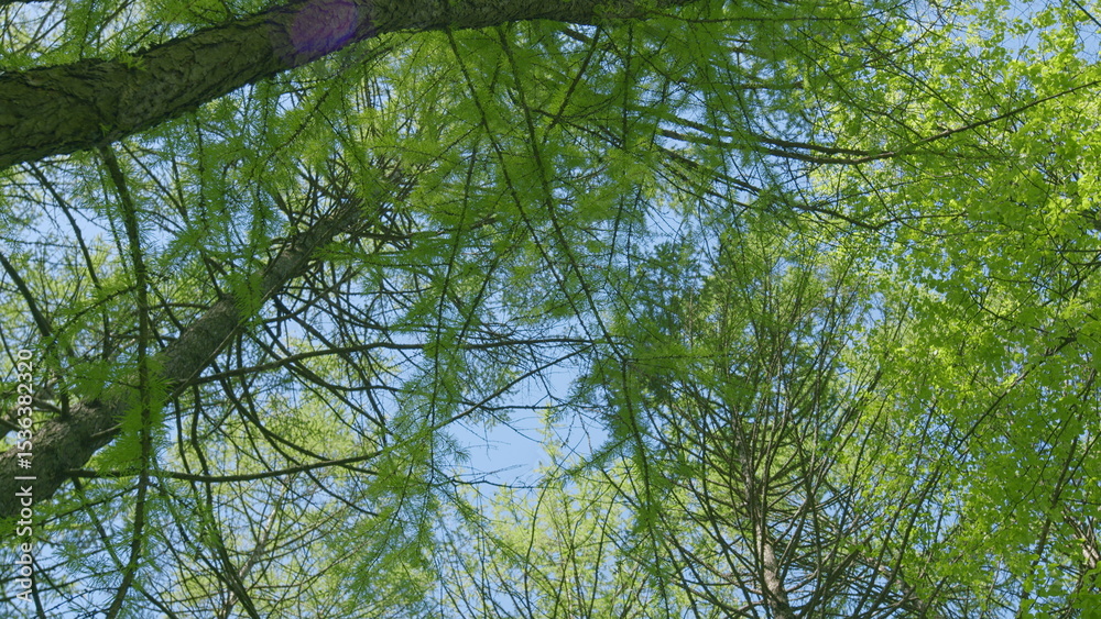 Fototapeta premium Lush Green Trees Standing Tall Under a Bright and Clear Blue Sky Above, Embracing Nature