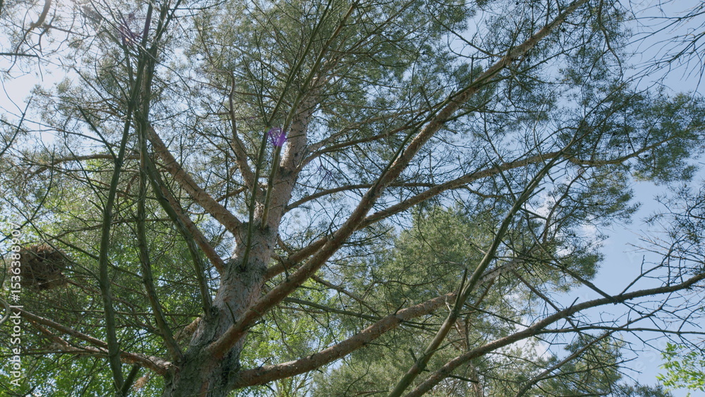 Obraz premium A Majestic Tree Canopy Spreads Beautifully Under a Bright and Clear Blue Sky Above Us
