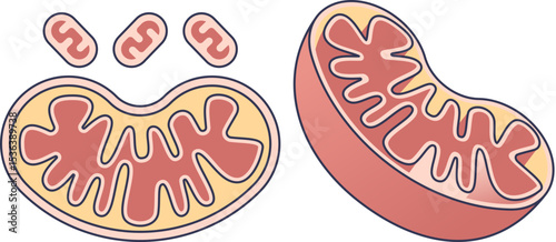 Vector illustration of mitochondrion structure. Shows cross-section and 3D views with inner membrane (cristae) and matrix. Represents the powerhouse of the cell and cellular energy.