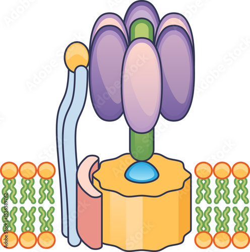 Diagram of the ATP synthase complex, a molecular machine embedded in a lipid bilayer. It shows the F1 and F0 subunits responsible for cellular energy production.