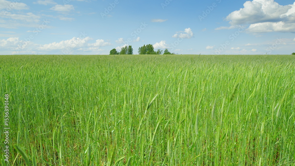 Fototapeta premium An Expansive Green Field Extending Under a Bright Blue Sky Adorned with Fluffy White Clouds