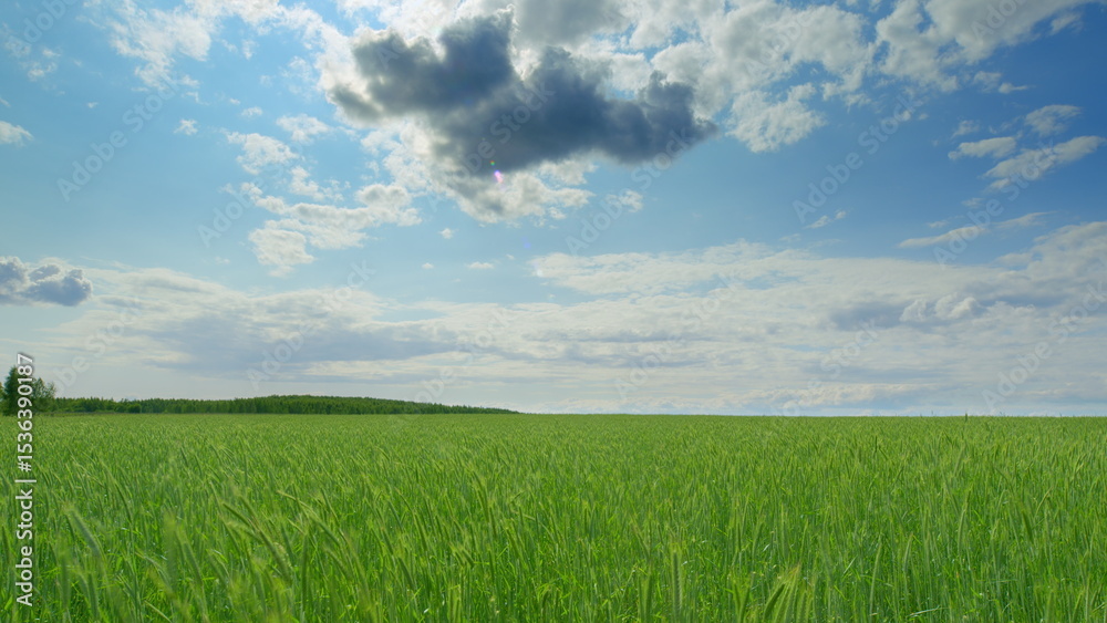 Obraz premium A Vast Green Expansive Field Under a Beautiful Blue Sky with Fluffy White Clouds