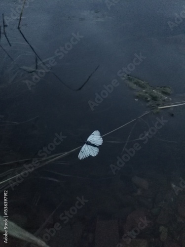 A white butterfly lies on the blue water in a blue lake
