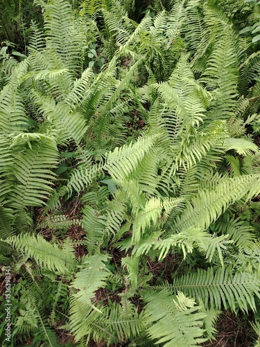 green flowering fern in siberia
