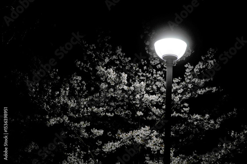 夜桜と街灯