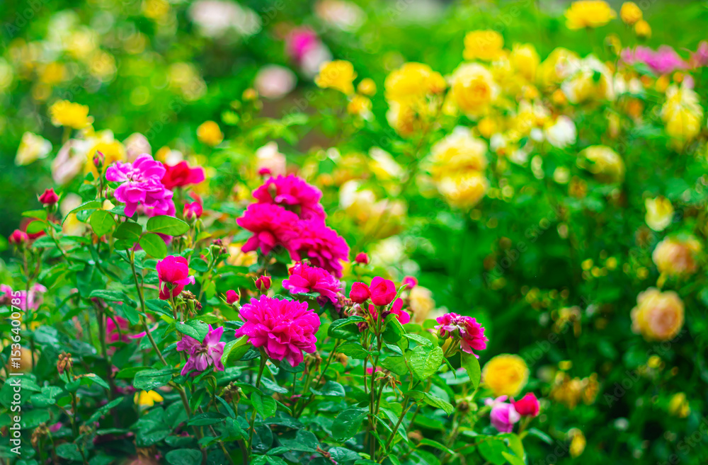 Obraz premium Multicolored roses in the city during rain on blurred picturesque background with bokeh effect.
