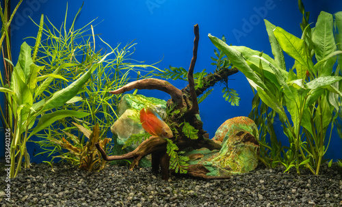 Aquarium with snag, green stone, water plants. Labyrinth fish Lalius of the macropod family.