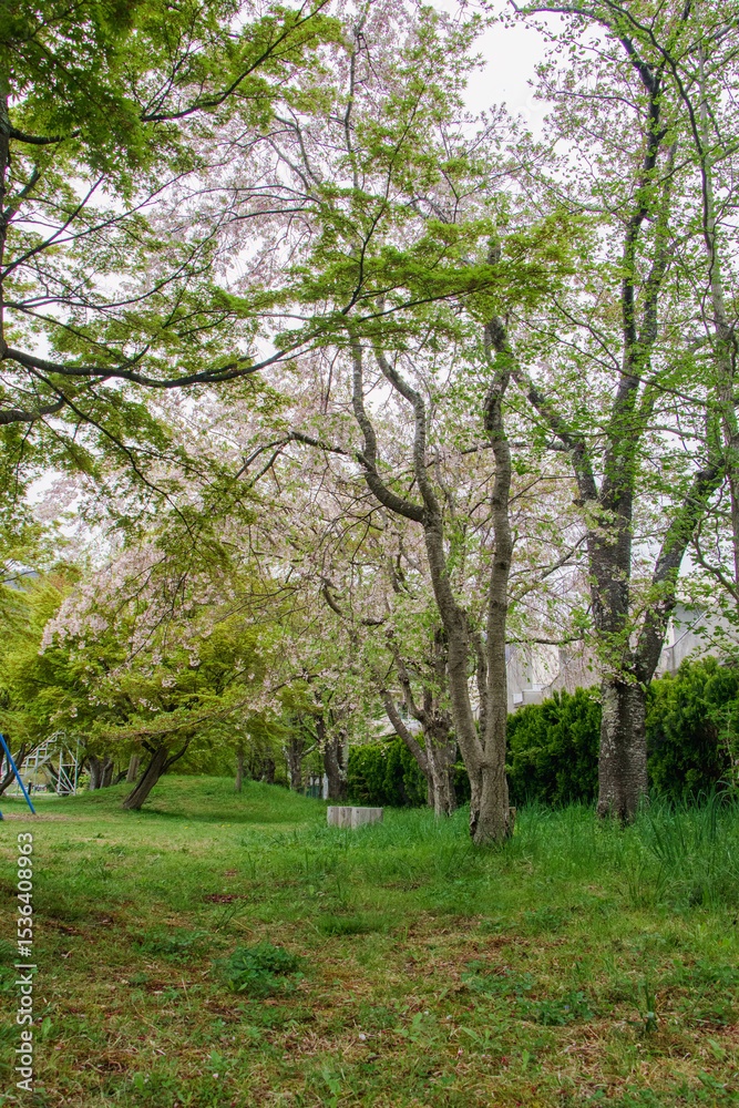 Fototapeta premium Japan is beautiful whenever you visit