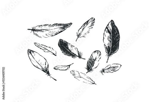 Hand-drawn feather collection illustrating natural elegance. Vector retro hand drawn illustration