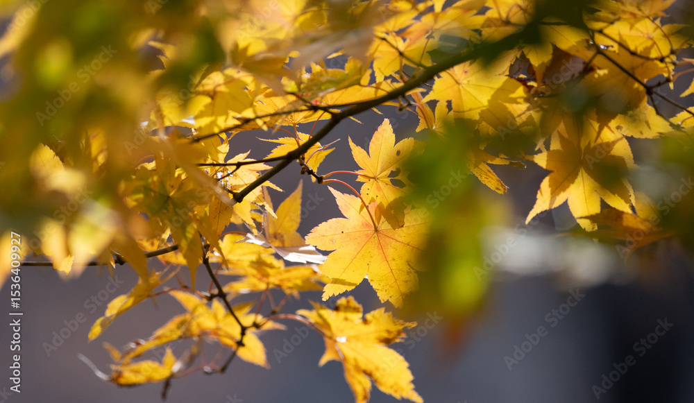 光に照らされて美しい紅葉 光に照らされて美しい紅葉