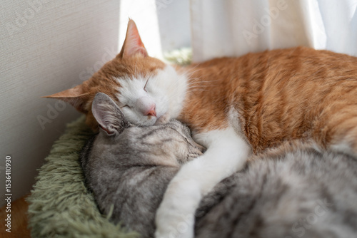 Wallpaper Mural 窓辺で眠る二匹の猫 Torontodigital.ca