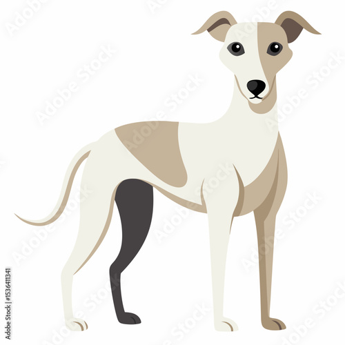 jack russell terrier