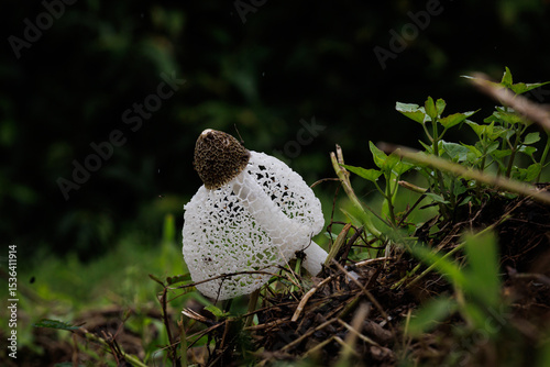 Phallus indusiatus, commonly called the bamboo fungus, bamboo pith, long net stinkhorn, crinoline stinkhorn or veiled lady, is a fungus in the family Phallaceae, or stinkhorns.