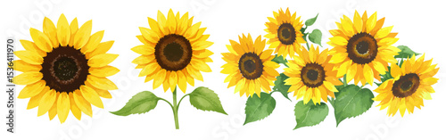 黄色いひまわりの花びらと葉の水彩風のイラストセット 夏の花 向日葵 花束/ブーケ/一輪の花