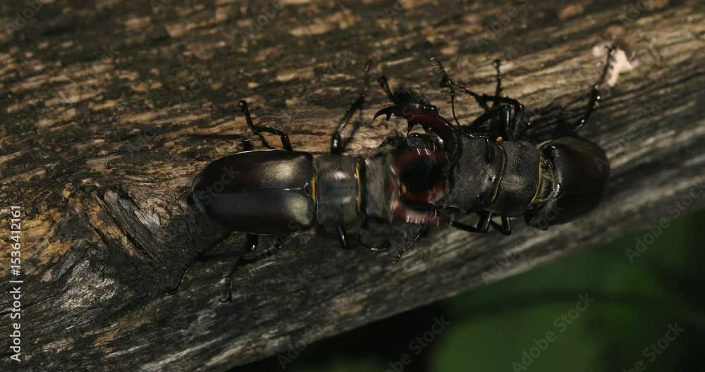 Kampf und Paarung der Hirschkäfer (Lucanus cervus)  am Eichenwald der Schwäbischen Voralb