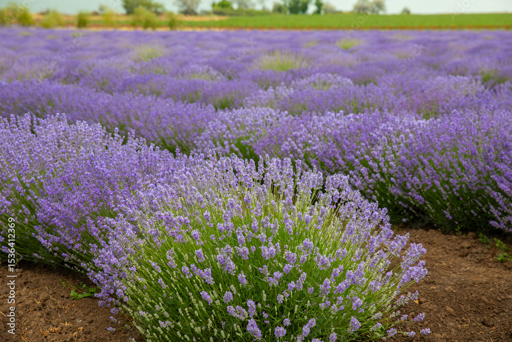 Obraz premium Lavender field. Fragrant lavender flowers. Landscape. Nature landscape composition. Blooming lavender. Aromatherapy. Blooming bushes.