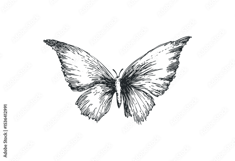 Fototapeta premium Intricate black and white butterfly sketch with detailed wings. Vector retro hand drawn illustration