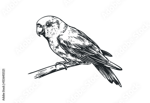 Detailed sketch of parrot perched on branch. Vector retro hand drawn illustration
