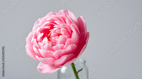 Light pink peony blooming in a glass vase on a gray background