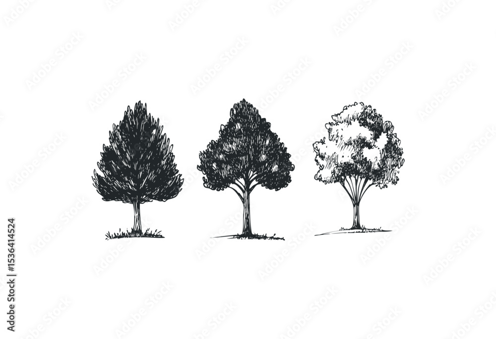 Fototapeta premium Artistic sketch of three distinct tree types in black and white. Vector retro hand drawn illustration