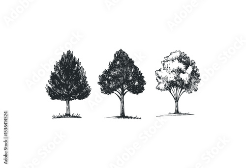 Artistic sketch of three distinct tree types in black and white. Vector retro hand drawn illustration