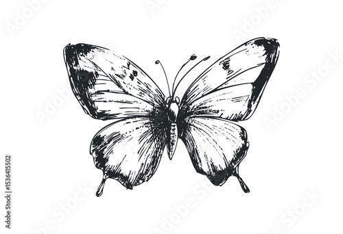 Detailed monochrome butterfly sketch with delicate patterns. Vector retro hand drawn illustration