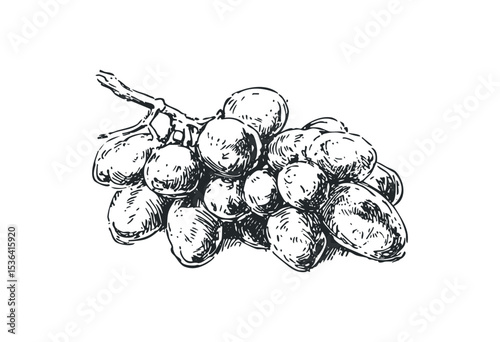 Detailed sketch of a grapes cluster with branch in black and white. Vector retro hand drawn illustration