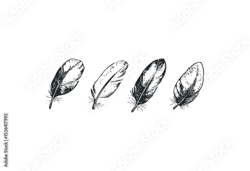Ink drawn feather designs showcasing unique patterns and details. Vector retro hand drawn illustration